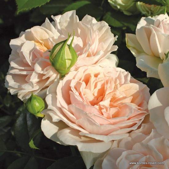 Růže Kordes Terrosa 'Garden of Roses' květináč 9 litrů Kordes Rosen