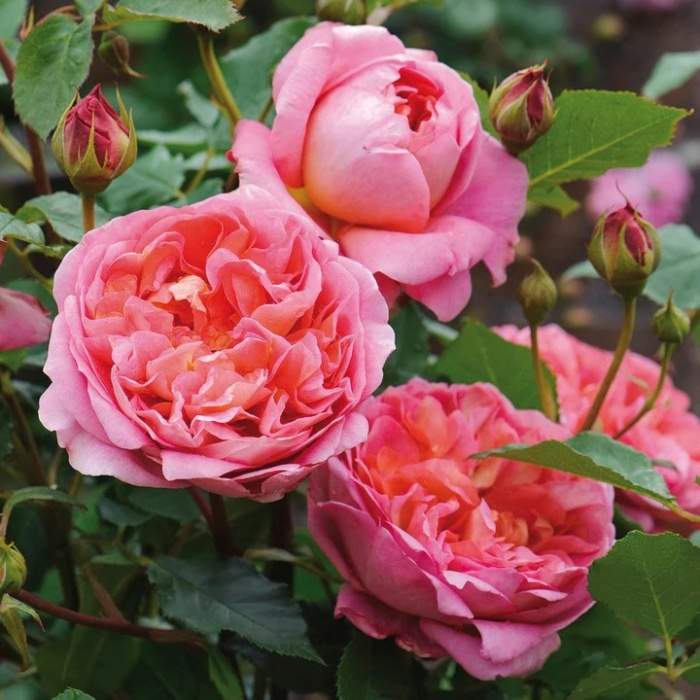 Růže D. Austiin 'Boscobel'  květináč 6 litrů David Austin