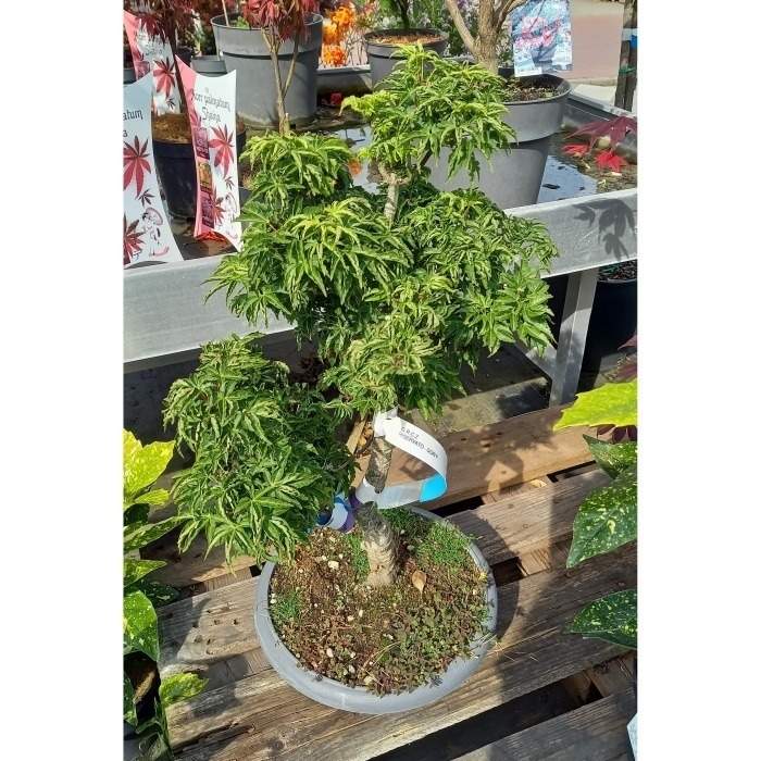 Javor dlanitolistý 'Shishigashira' bonsai
