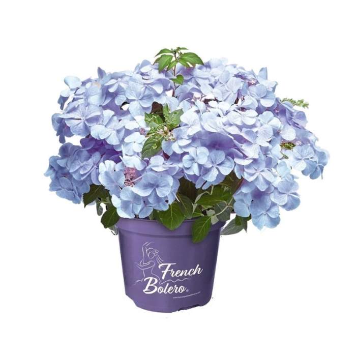 Hortenzie 'French Bolero Blue' květináč 3 litry Add Green BV