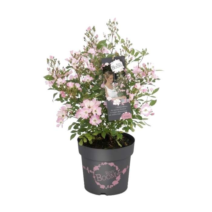 Růže 'Rosy Boom Abellio Spaniuc' květináč 6 litrů Heinje