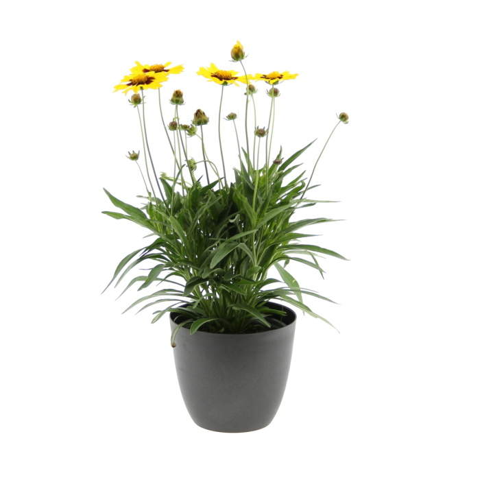 Krásnoočko velkokvěté 'Sunkiss' květináč 12cm Pereny Pešičková