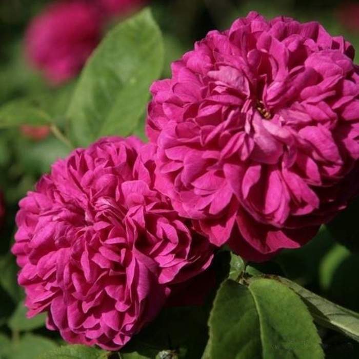 Růže 'Rose de Resht' květináč 6 litrů Heinje