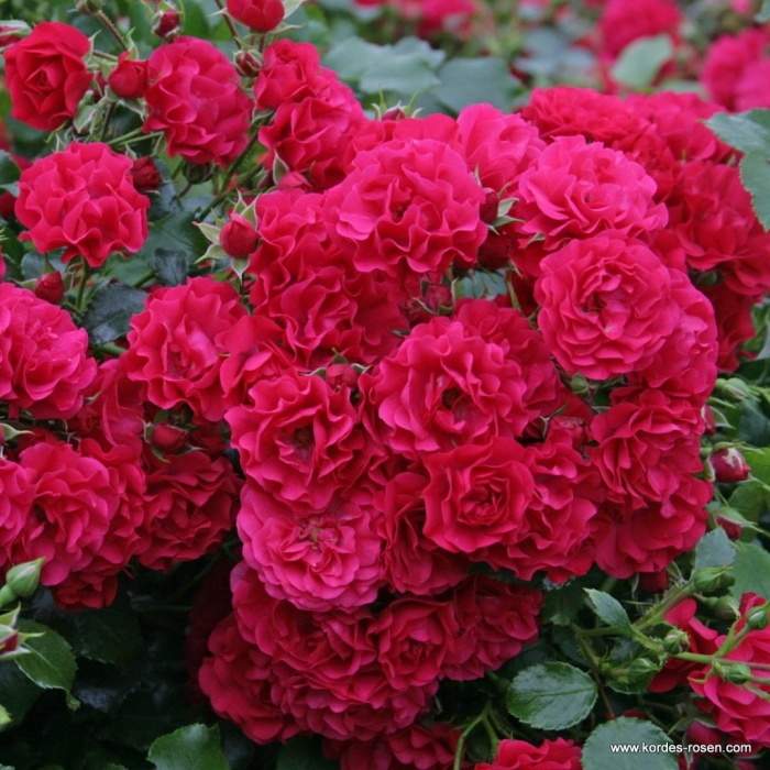 Růže Kordes 'Gärtnerfreude' květináč 5 litrů Kordes Rosen