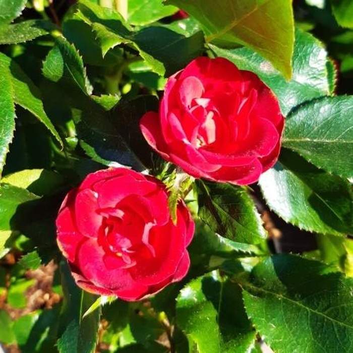 Růže 'Zepeti'® květináč 2 litry Reiners