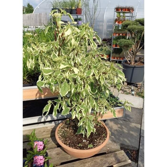 Svída sporná 'Variegata' bonsai