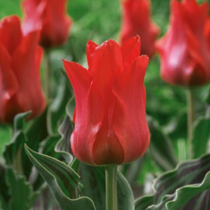 Tulipán 'Red Riding Hood' 10ks Ruigrok