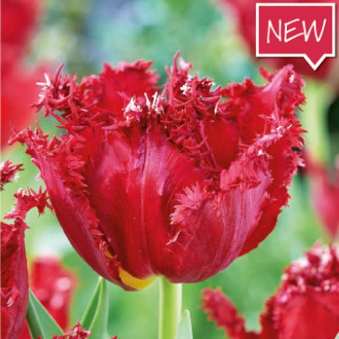Tulipán 'Versaci' 10ks Ruigrok