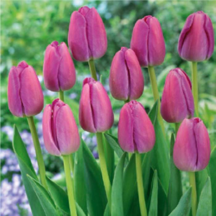 Tulipán 'Purple Pride' 10ks Ruigrok