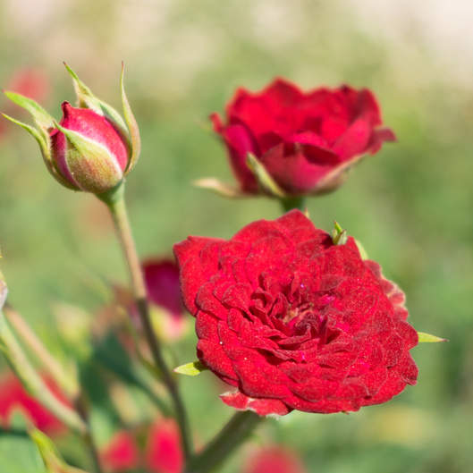 Růže 'Dark Red' 1
