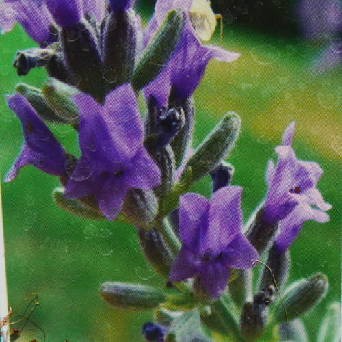Levandule prostřední 'Grosso' květináč 12cm Pereny Pešičková