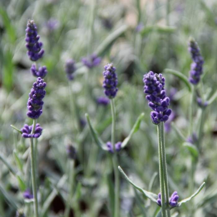 Levandule úzkolistá  'Vienco Purple' květináč 12cm Pereny Pešičková