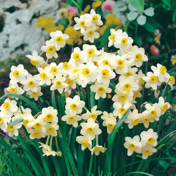 Narcis 'Minnow' 10ks Ruigrok