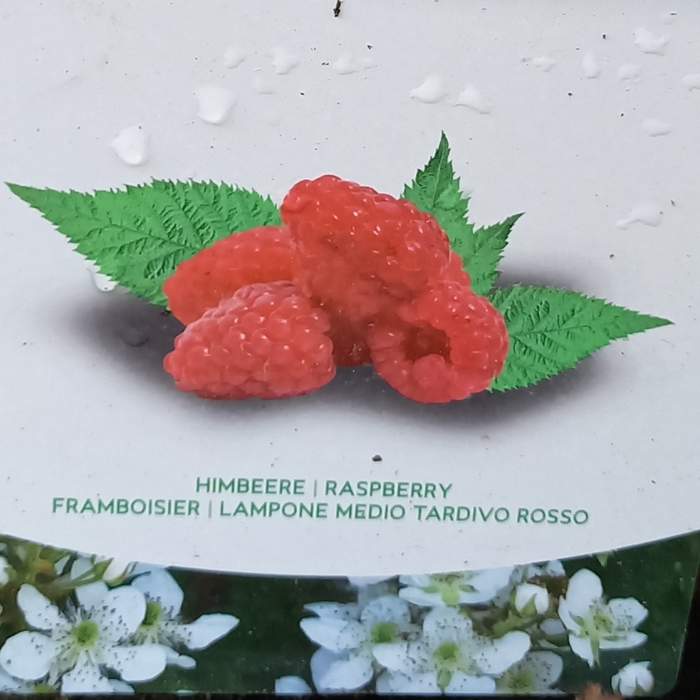 Maliník sloupový 'Raspberry Tower' květináč 5 litrů VERGELDT & BOUTEN