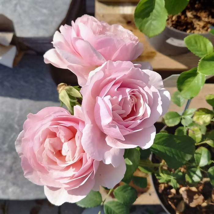 Růže 'Natasha Richardson' květináč 4