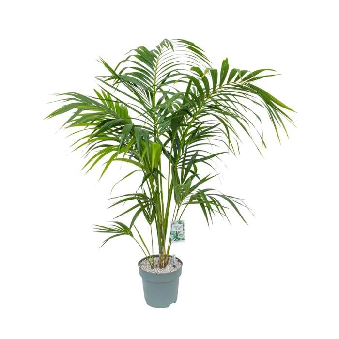Rajská palma květináč 27cm s hladinoměrem MDK