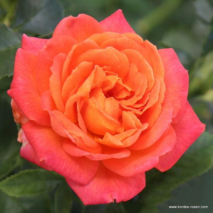 Růže Kordes 'Vulcano' 2 litry Kordes Rosen