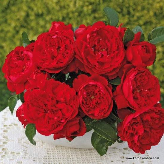 Růže Kordes 'Florentina' 2 litry Kordes Rosen