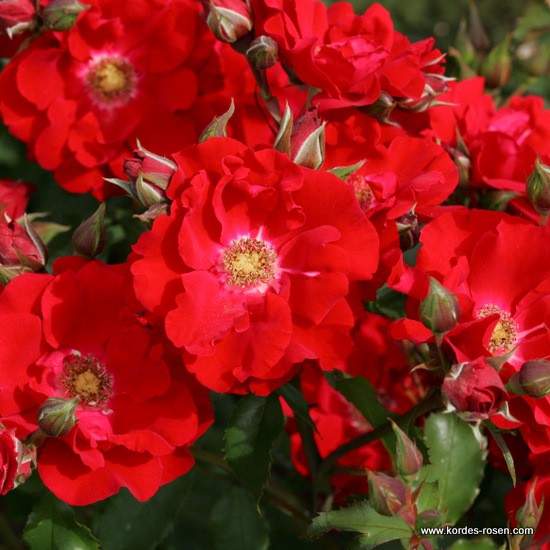 Růže Kordes 'Roter Korsar' 2 litry Kordes Rosen