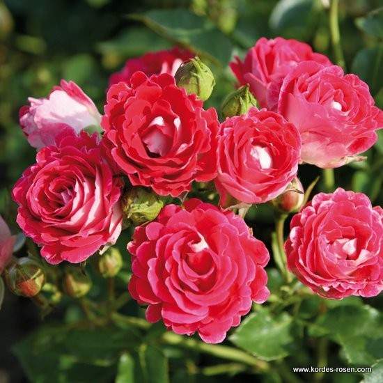 Růže Kordes 'Marie Rottrova' 2 litry Kordes Rosen