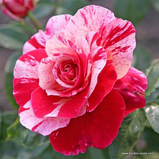 Růže Kordes 'Abracadabra' 2 litry Kordes Rosen