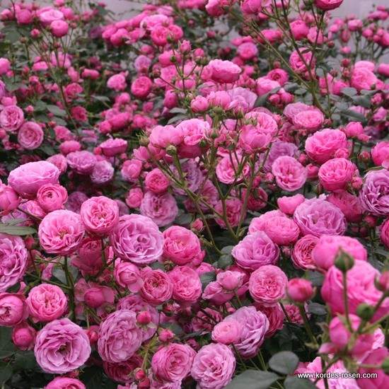 Růže Kordes 'Pomponella' 2 litry Kordes Rosen