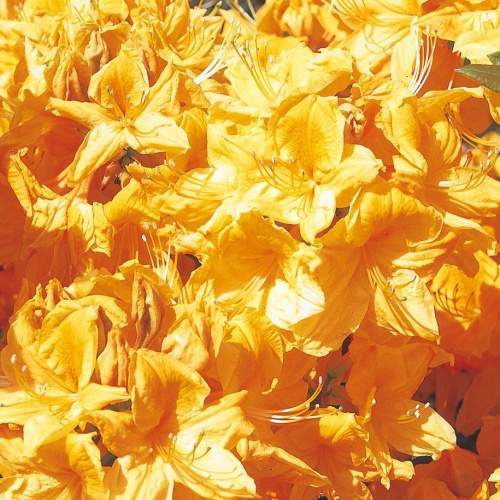 Azalka dřevitá 'Golden Eagle' květináč 5 litrů
