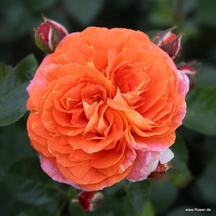 Růže Kordes 'Samba' 2 litry Kordes Rosen