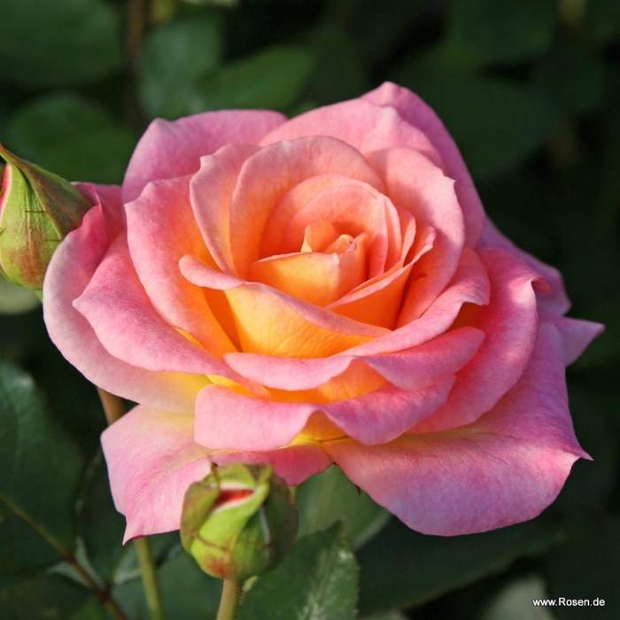 Růže Kordes 'Dekora' 2 litry Kordes Rosen