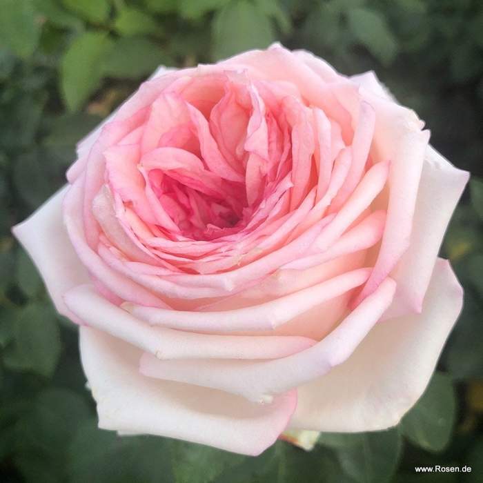 Růže Kordes 'Meine Rose' 2 litry Kordes Rosen