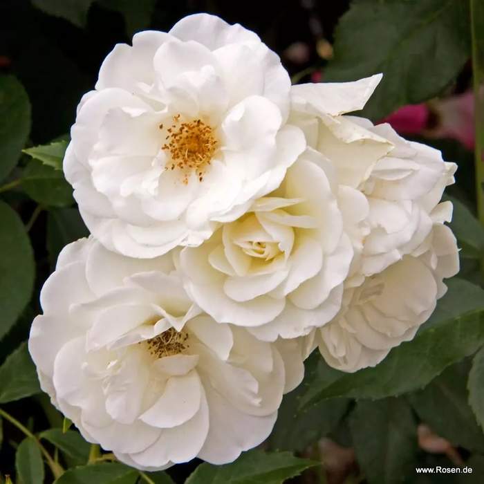 Růže Kordes 'Schneewitchen' 2 litry Kordes Rosen