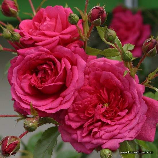 Růže Kordes 'Laguna' 2 litry Kordes Rosen
