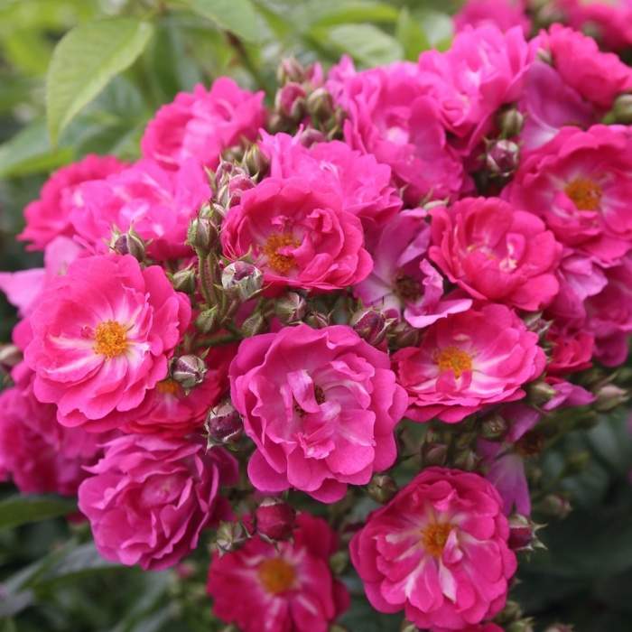 Růže Kordes 'Perfumy Siluetta' 2 litry Kordes Rosen