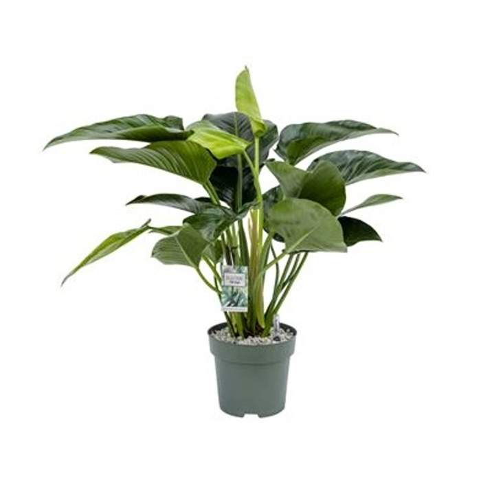 Filodendron 'Green Beauty' hydroponický květináč 27cm MDK