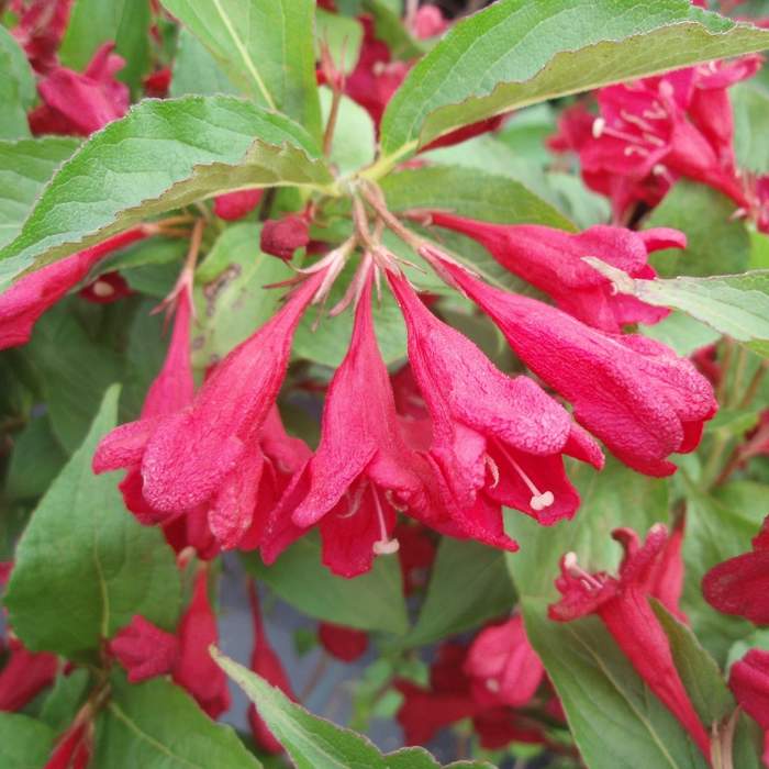 Vajgélie 'Red Prince' květináč 1